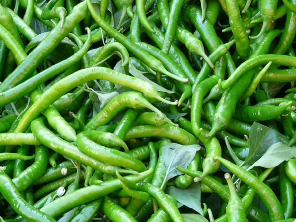 Green Chili